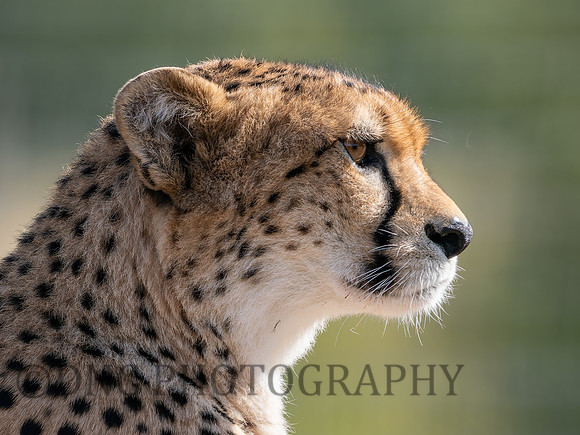 Cheetah Darcy .1