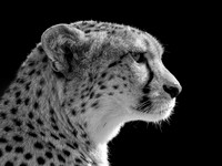 Cheetah Darcy .3