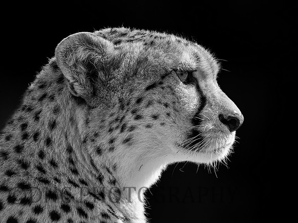 Cheetah Darcy .3