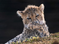 Cheetah Cub .2