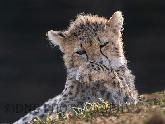 Cheetah Cub .2