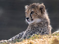 Yorkshire Wildlife Park July 2026