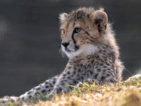 Cheetah Cub .1