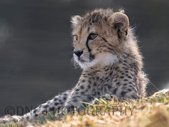 Cheetah Cub .1