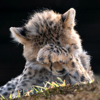 Cheetah Cub .4