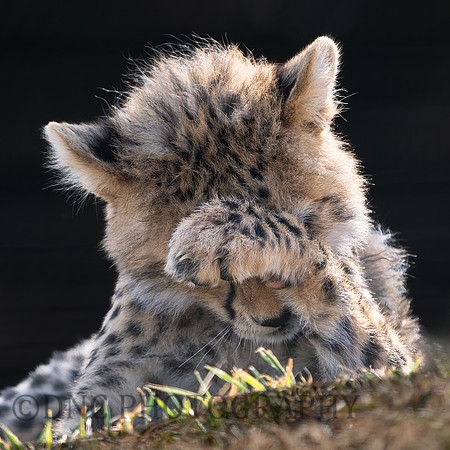 Cheetah Cub .4