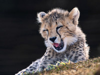 Cheetah Cub .3