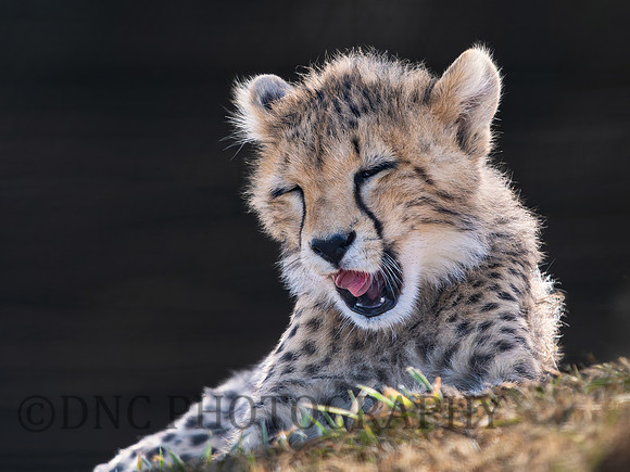 Cheetah Cub .3
