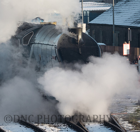 A4 4464 Bittern