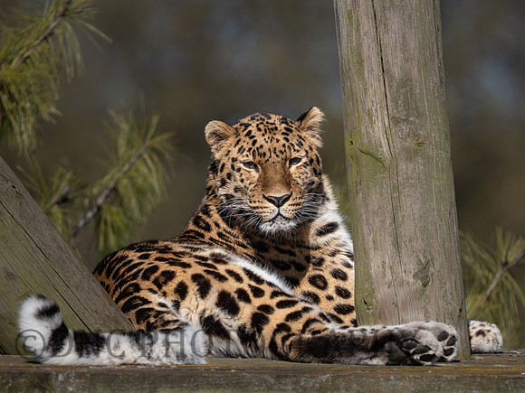 Amur Leopard 'Drake'