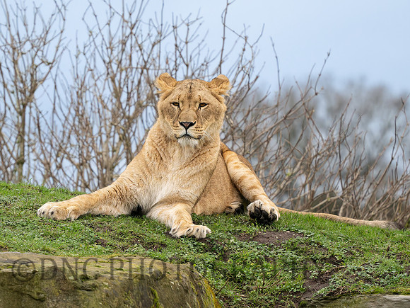 Lioness .1