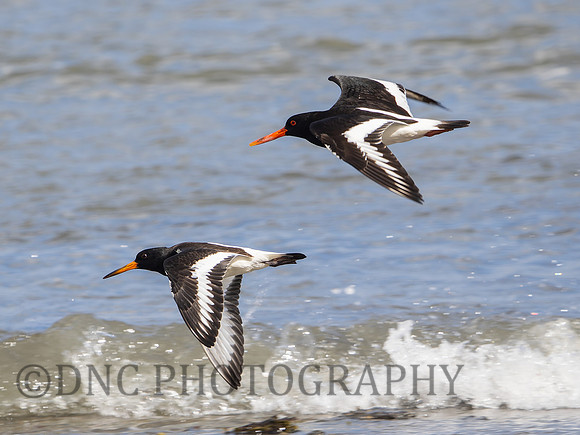 Oyster catchers