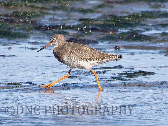 Black Tailed Godwit