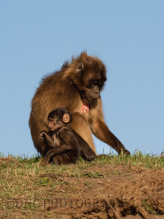Gelada Monkey mother and Infant