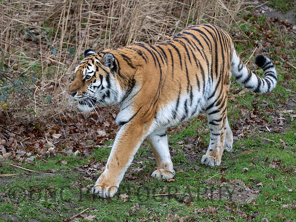Tschuna .1