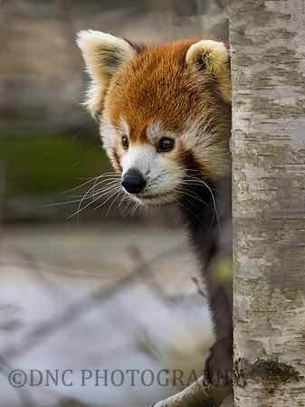 Red Panda