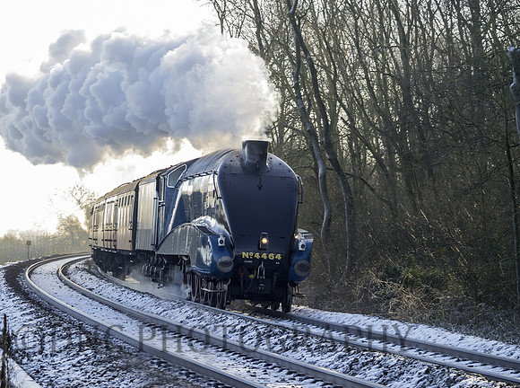 A4 4464 Bittern