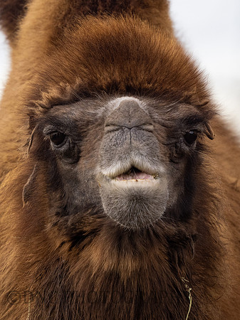 Bactrian Camel