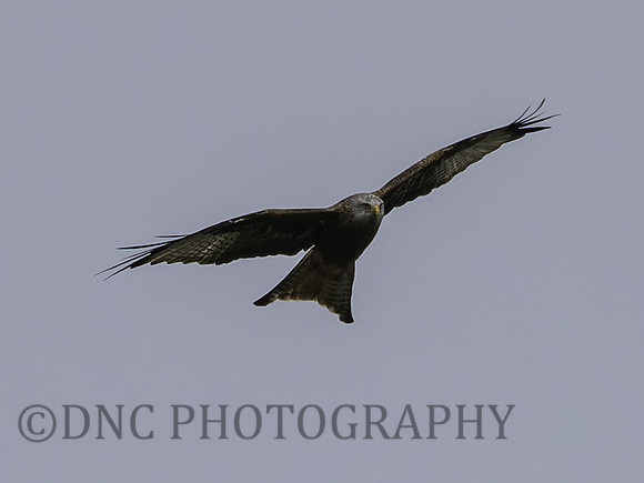 Red Kite .1