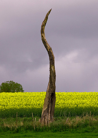 Lone tree Thronton-le-Dale
