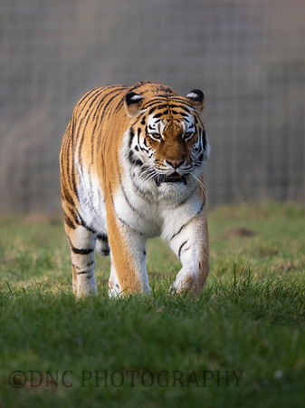 Amur Tiger 'Sayan'