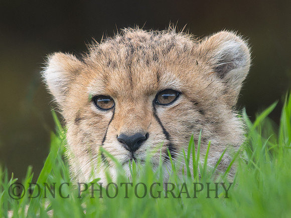 Cheetah Cub .1