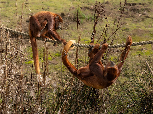 Red Howler Monkey