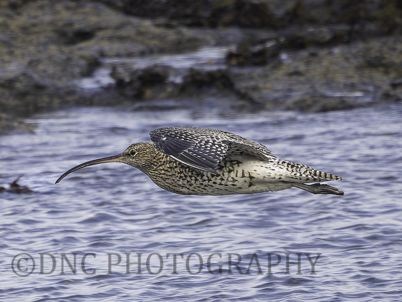 Curlew