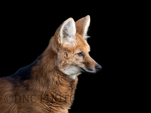 Manned Wolf