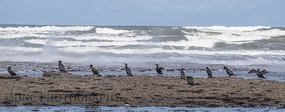 Cormorant