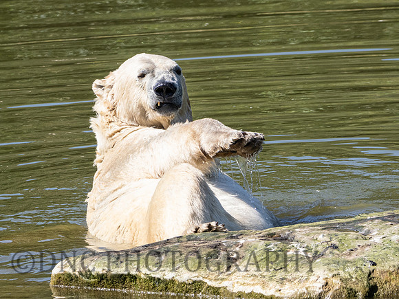 Polar Bear .1