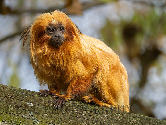Golden Lion Tamarin .1