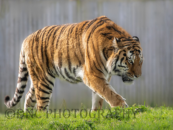 Amur Tiger 'Altai'