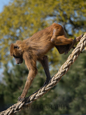 Baboon