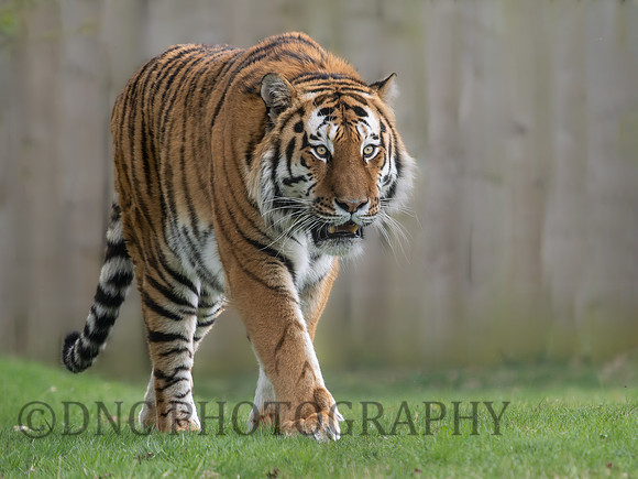Amur Tiger 'Altai'
