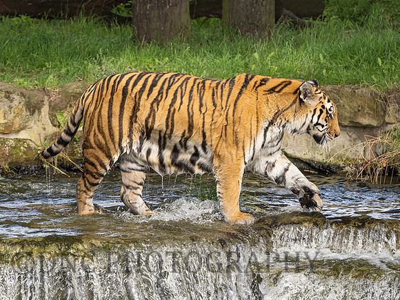 Tiger 5