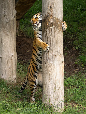 Tiger 6