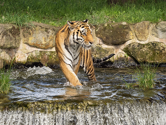 Tiger 3