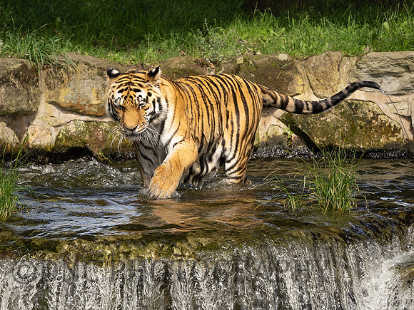 Tiger 2