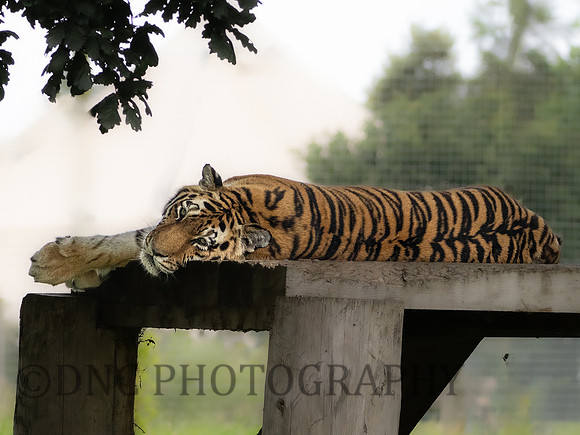 Tiger 9