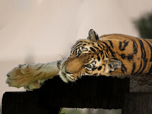 Tiger 10