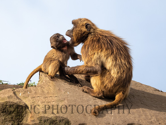 Gelada Monkeys .1