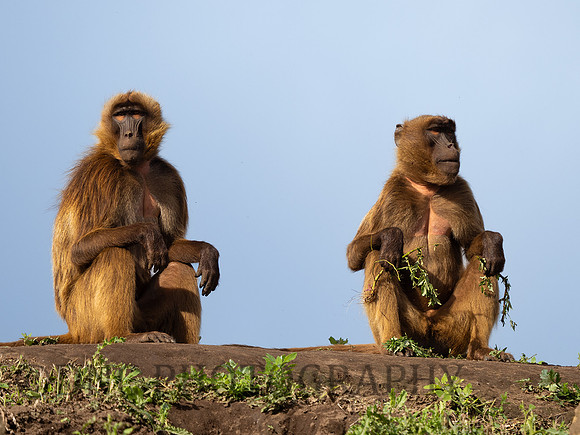 Gelada Monkeys