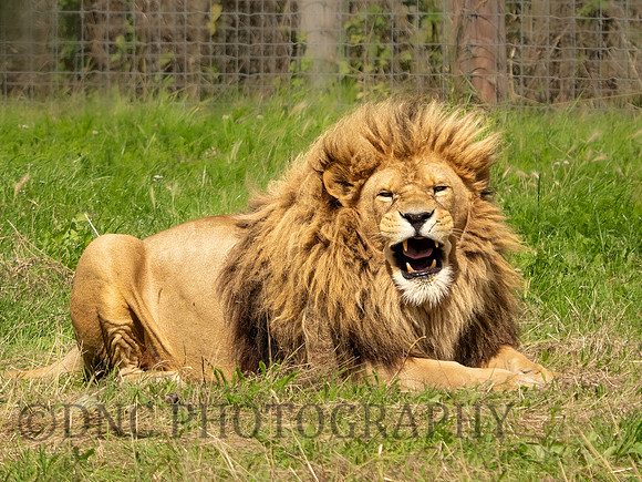 Lion