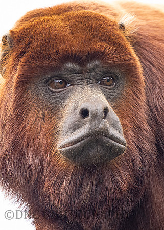 Red Howler Monkey .1