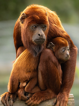 Red Howler Monkey and young