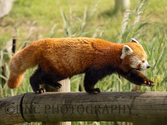 Red Panda