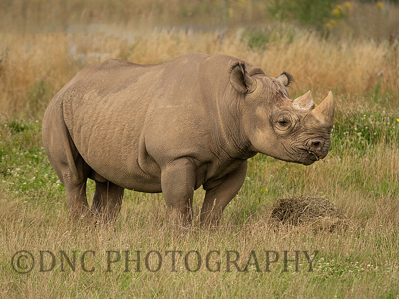 Rhino