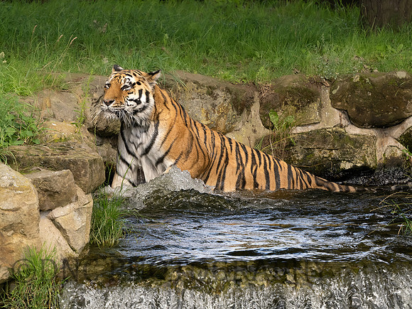 Tiger 1