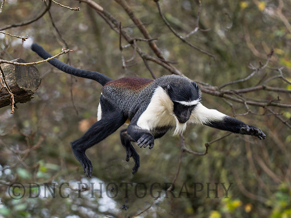 Roloway Monkey .2